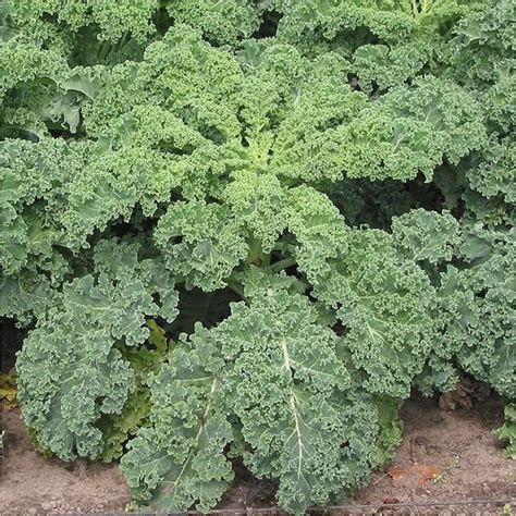 Jarmu Brassica Oleracea Var Sabellica Opis Wygl D Wymagania