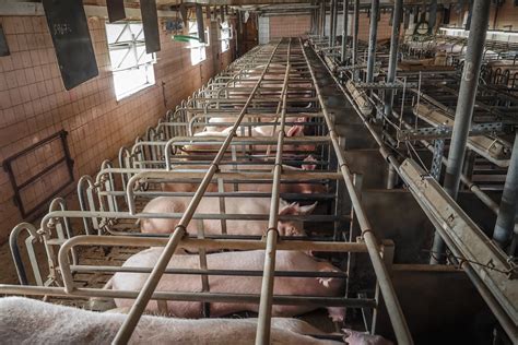 Animal Law 9