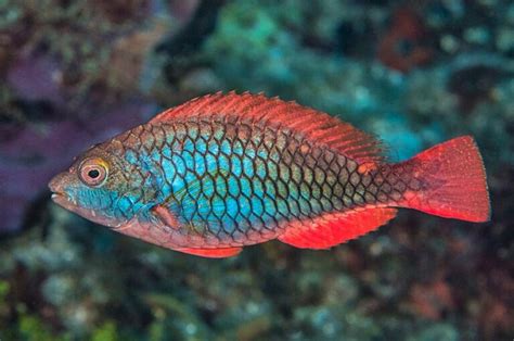 Parrotfish Facts Photos And The Caribbean Species