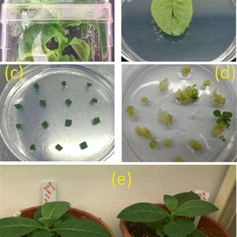 Bxb1 Mediated Biolistic Transformation In Tobacco A In Vitro