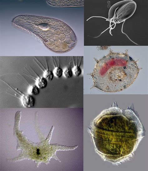 Organismos Heterotróficos - 8.Os protozoários são um grupo de organismos heterotróficos que não ...