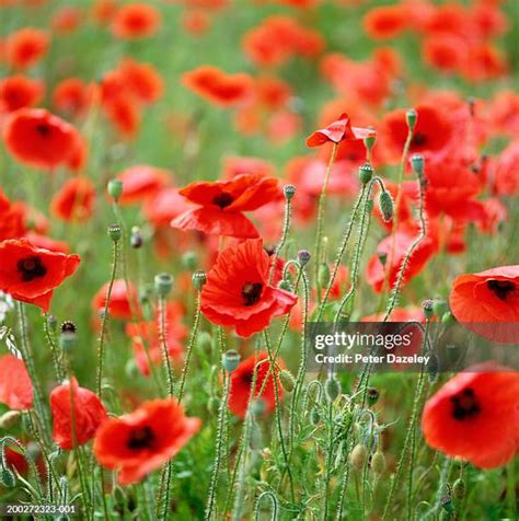 4,153 Flanders Poppy Field Stock Photos, High-Res Pictures, and Images - Getty Images