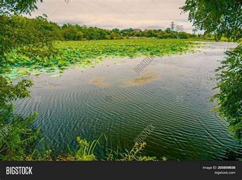 Lotus Lake Largest Image And Photo Free Trial Bigstock