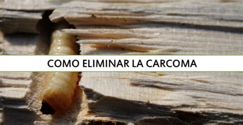 Cómo Eliminar La Carcoma Los Métodos Más Efectivos