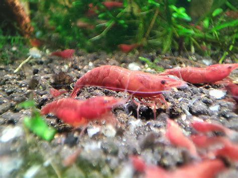 Krewetki Neocaridina Sakura Red Wieliczka OLX Pl