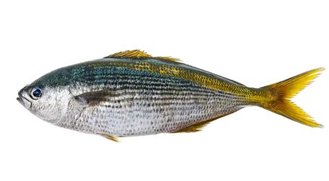 Масляная рыба - описание продукта, как выбирать, как готовить, читайте ...