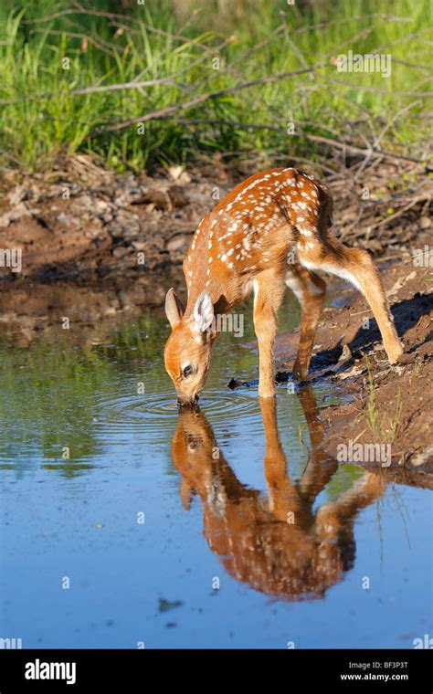 White Tailed Deer Odocoileus Virginianus Fawn Drinking Water Stock