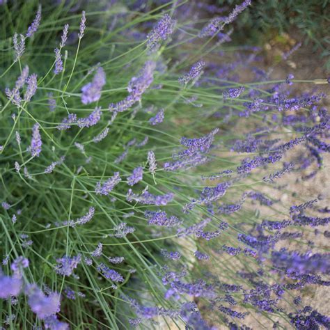 Phenomenal Lavender For Sale Online The Greenhouse