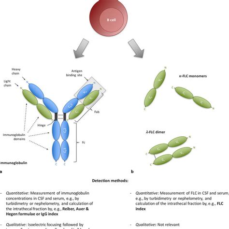 Schematic Illustration Of The Molecular Structure Of Immunoglobulins Download Scientific