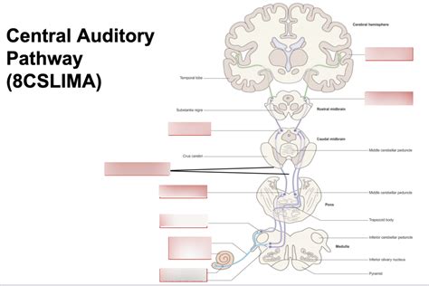 Central Auditory Pathway Diagram Quizlet