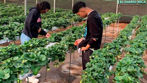 Fresa Nica Ubicado En Jinotega El Diario Nica