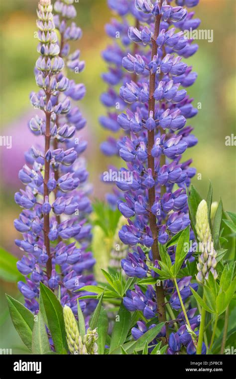 Planta De Lupino Morado Fotografías E Imágenes De Alta Resolución Alamy