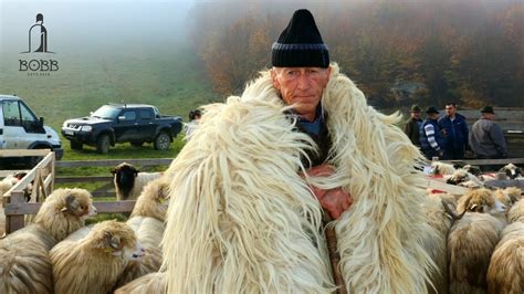 Expoziție de OVINE și CAPRINE de la Năsăud ANIMALE FOARTE FRUMOASE