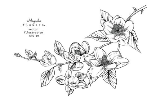 Magnolia Flower Drawing Clip Art | Best Flower Site