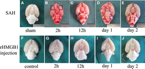 Schematic Observation Of The Brain After Surgery Top Rat Brains