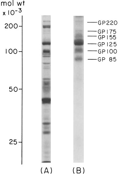 Sds Polyacrylamide Slab Gel Electrophoresis Of Membranes Isolated With