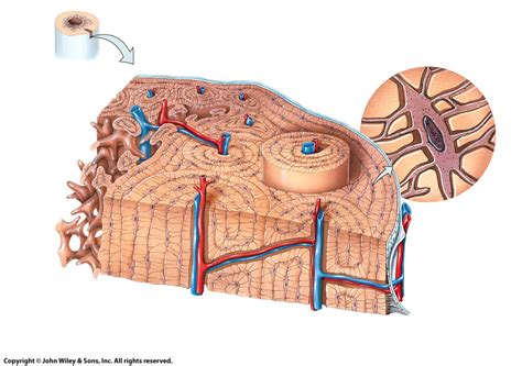 Compact bone diagram Diagram | Quizlet