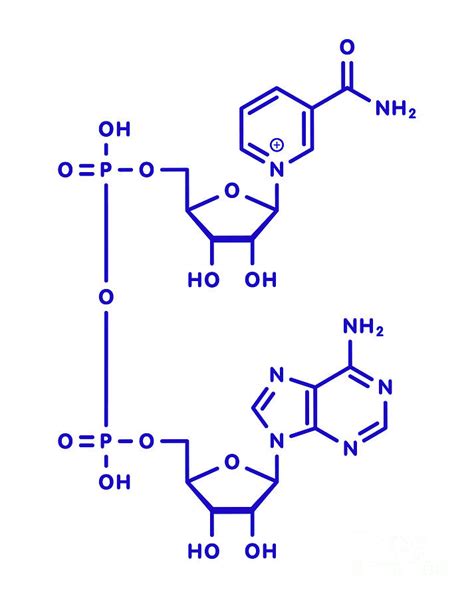 Nicotinamide Adenine Dinucleotide Coenzyme Molecule Photograph By