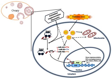 Ijms Free Full Text Endogenous And Exogenous Modulation Of Nrf2