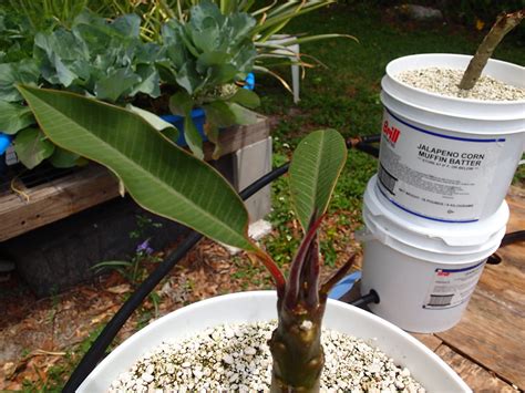 Propagating Plumeria Propagating Plumeria From A Neighbor Flickr