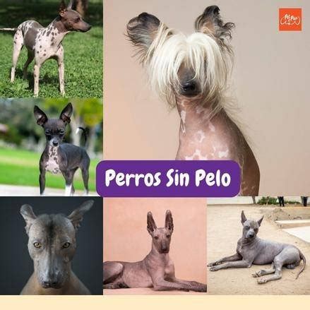 Perros Sin Pelo Todo Por Las Mascotas Y Los Pets Lovers