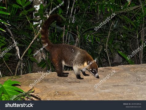 Mexican Raccoon Hanging Out Our Resort Stock Photo 2035530914 ...