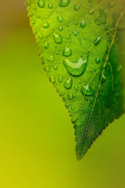 Gotas de água em uma folha verde close up Foto Premium