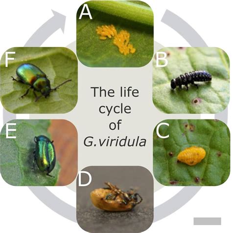 The Life Cycle Of The G Viridula From The Egg A Day 07 To The