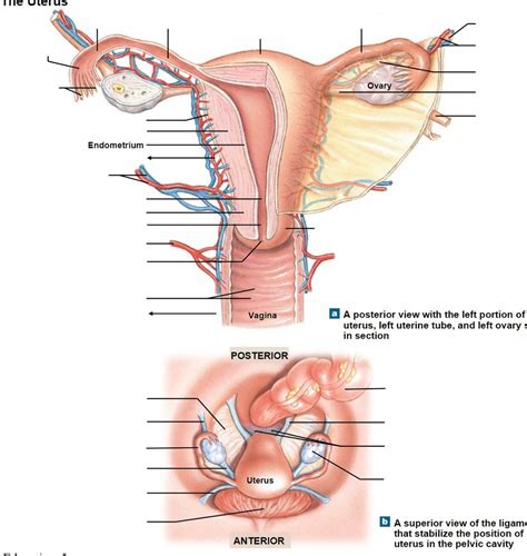 Uterus Diagram Quizlet