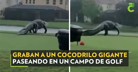 Graban A Un Cocodrilo Gigante Paseando En Un Campo De Golf