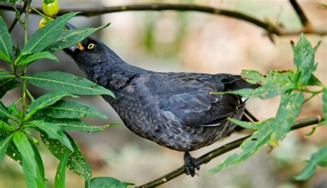 Pied Currawong | Our Local Birds