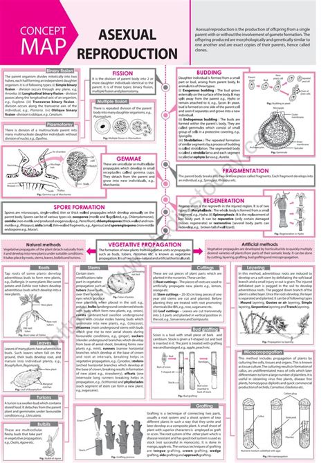 Neet Biology Asexual Reproduction Concept Map Set B