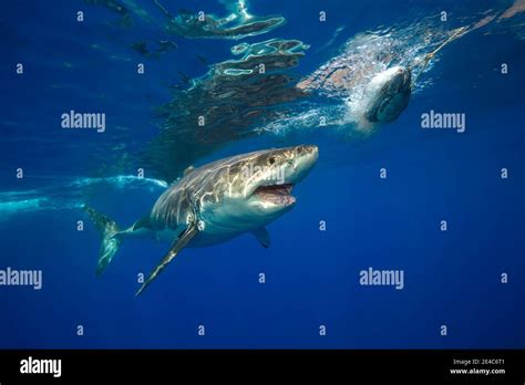 This Great White Shark Carcharodon Carcharias Was Photographed