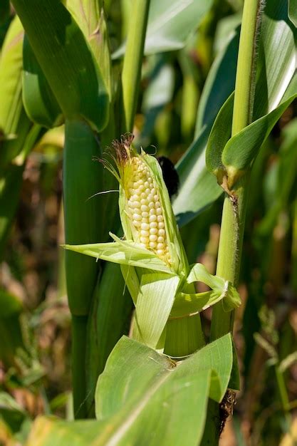 Premium Photo Green Corn