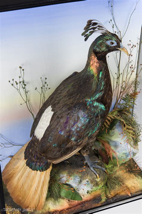 Taxidermy Monal Pheasant by James Gardner - Taxidermy Jungle