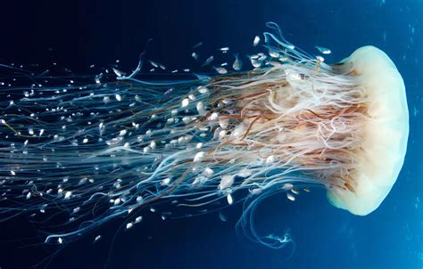 Wallpaper Medusa, Jellyfish, diving for mobile and desktop, section ...