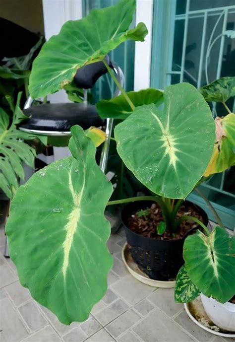 11 Best Colocasia Varieties to Grow Indoors | Balcony Garden Web