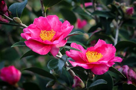 How To Grow Gorgeous Camellias From Cuttings Dengarden