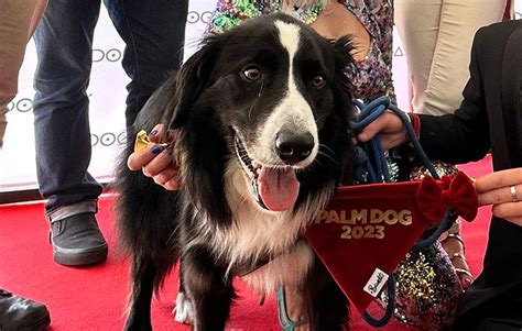 Festival De Cannes Messi Le Border Collie D Anatomie Dune