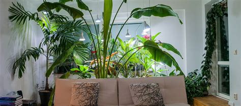 Iconic Tropical House Plants Growing Indoors Tropics Home