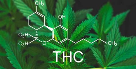 Каннабиноид что это такое простыми словами – Magaz420