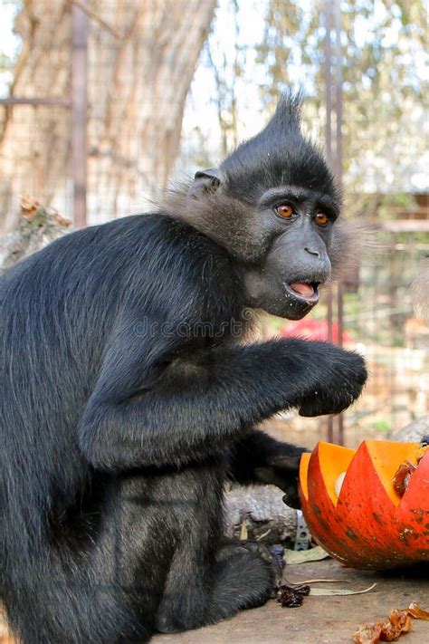 Monkeys Eat Pumpkins Stock Image Image Of Park Wildlife 179400921