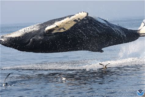 Tubercles on the head and pectoral fins of a humpback whale/Flickr NOAA ...