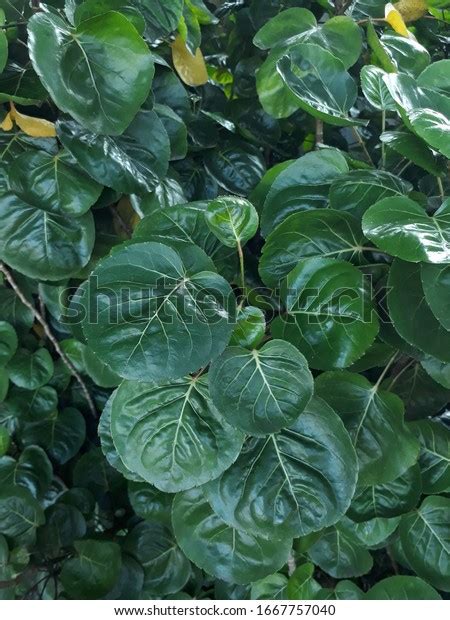 Shield Aralia Plum Aralia Polyscias Scutellaria Stock Photo