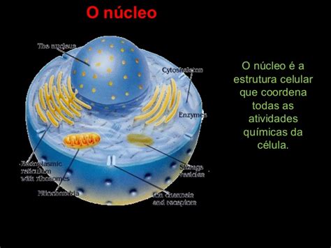 O Que é Núcleo Celular Biologia Colégio Web