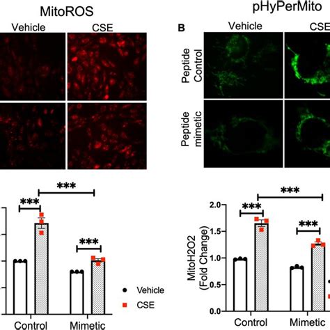 Cigarette Smoke Extract Mediated Mitochondrial Ros Is Essential For