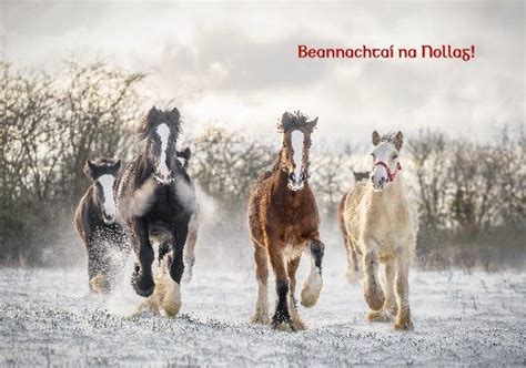 Christmas Cards | Burren Animal Rescue