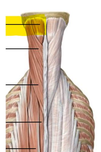 Muscle de la tête du bassin et du tronc Labo 4 Flashcards Quizlet