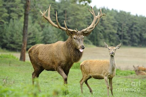 Red Deer Stag And Hind Photograph By David And Micha Sheldon