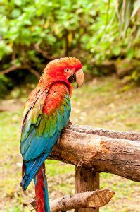 Arara Vermelha E Verde Ara Chloropterus Bela Arara No Brasil